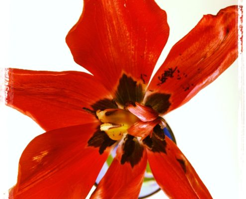 Red Tulip in Blue Vase Red Tulip in Blue Vase